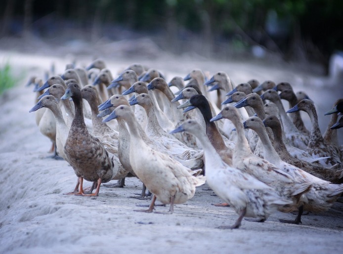 農(nóng)村養(yǎng)殖戶如何低成本有效處理污水，這兩種做法你應(yīng)該知道!